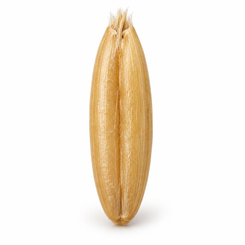 Oat grain