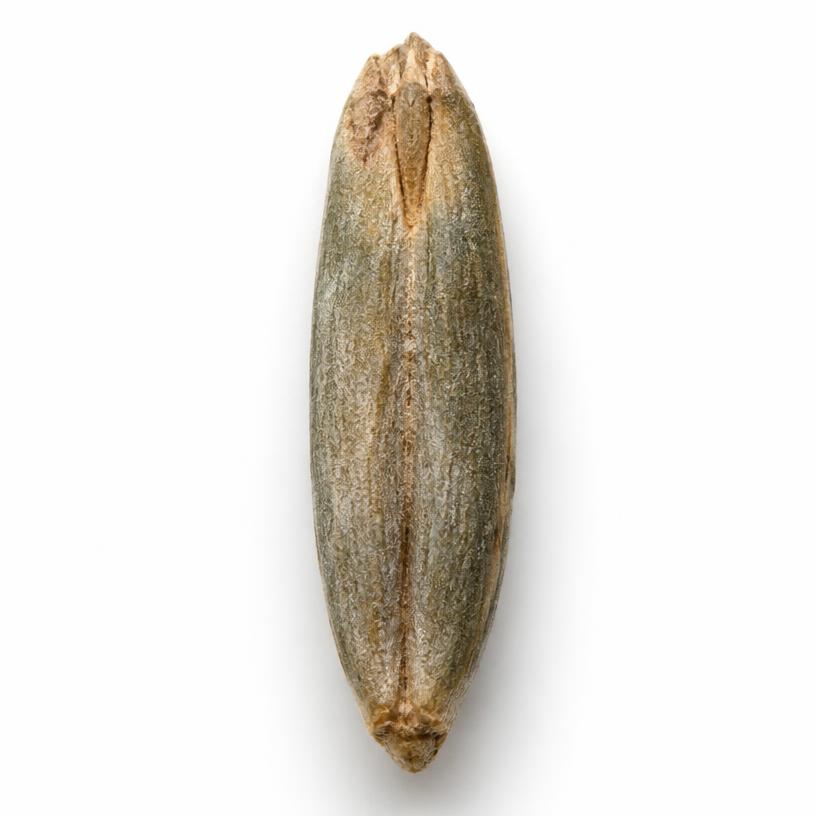 Rye grain