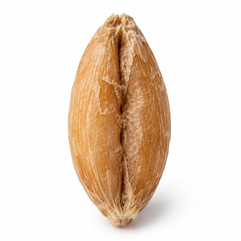 Spelt grain
