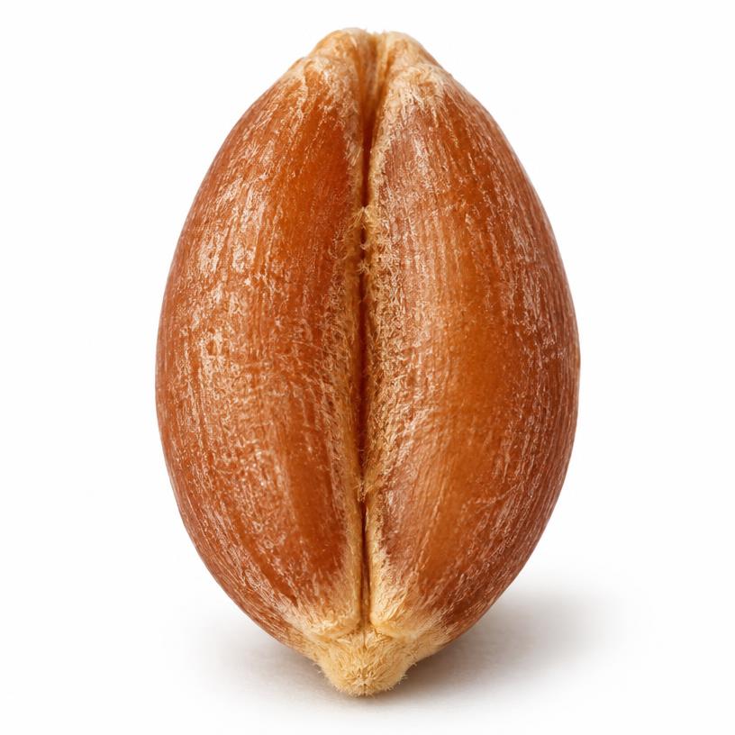 Wheat grain