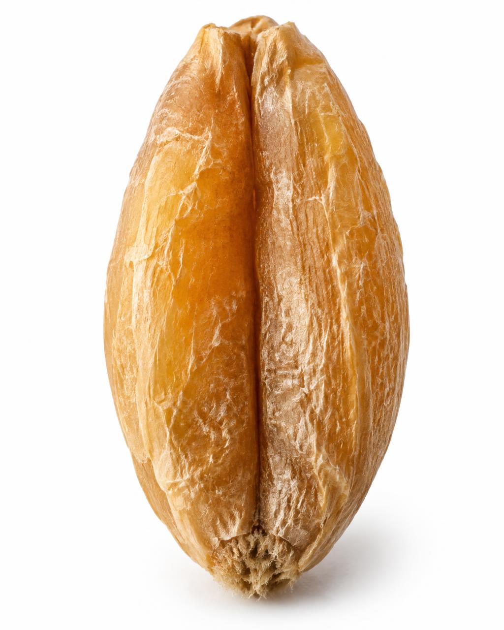 Spelt grain